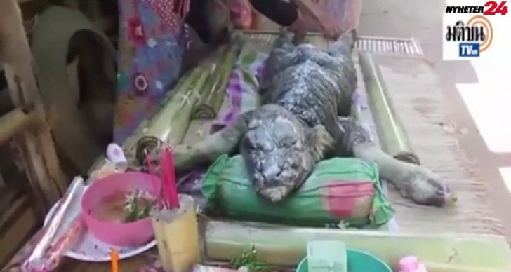 varelse, Krokodil, Konstigt, Get, Thailand
