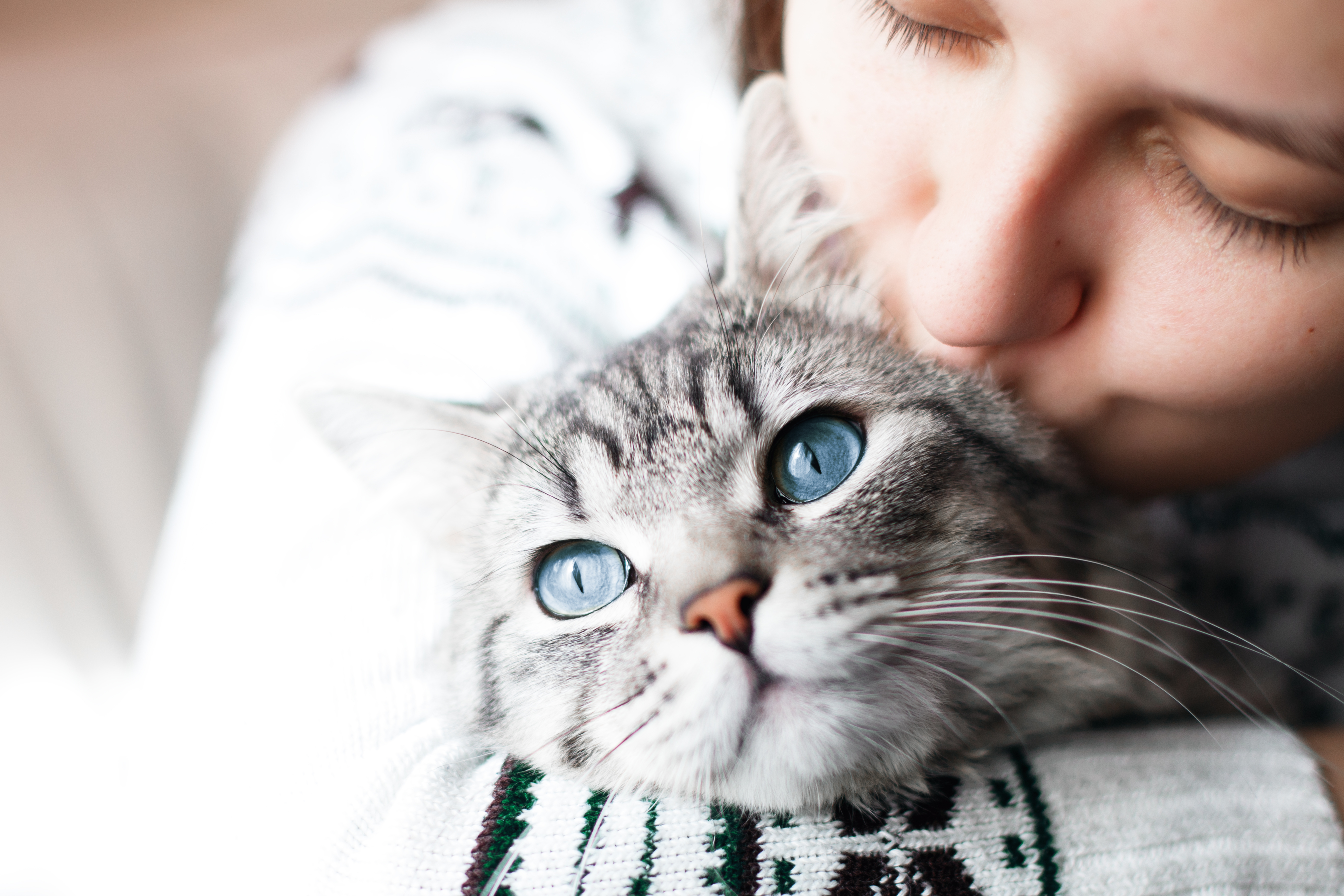 Katten har fler hjärnceller jämfört med hunden. Bildkälla: Shutterstock Katten har fler hjärnceller jämfört med hunden. Bildkälla: Shutterstock