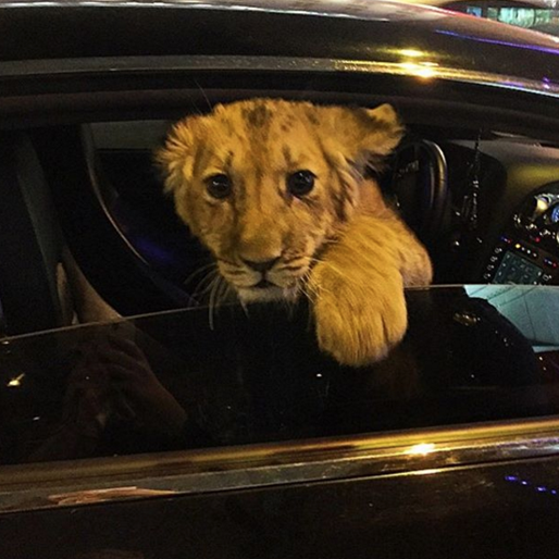 En liten tiger tittar ut från en Bentley. En liten tiger tittar ut från en Bentley.