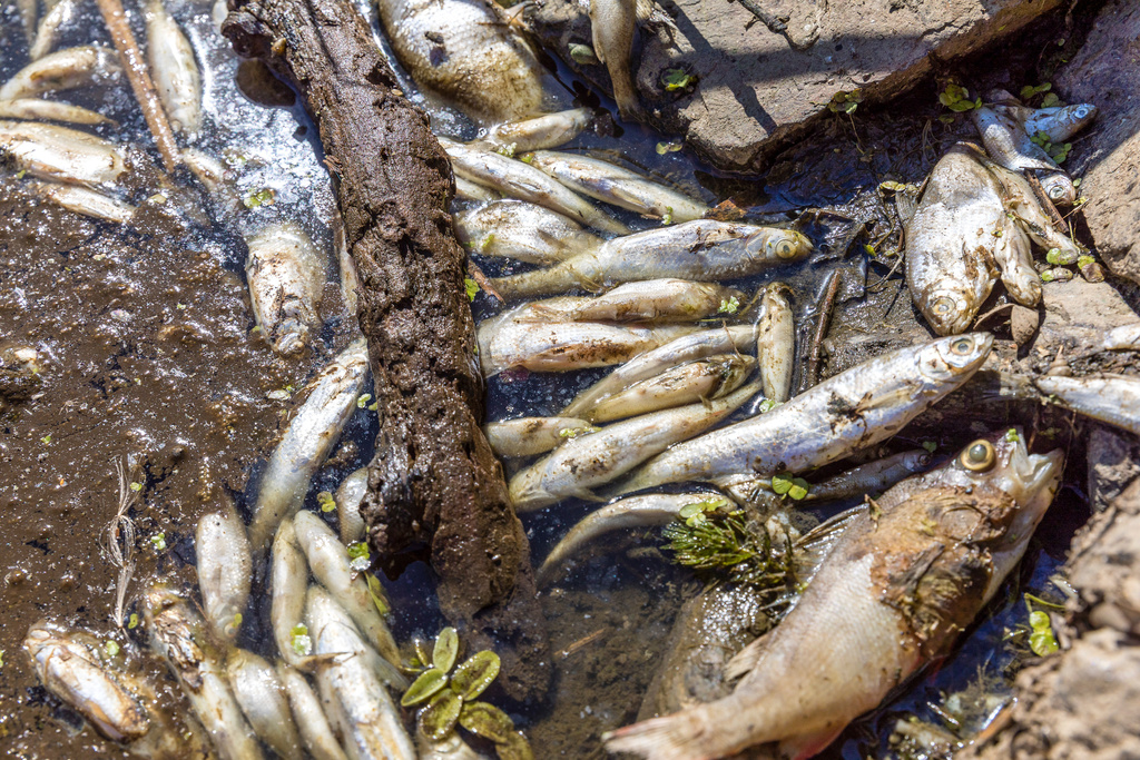 Tio ton död fisk har plockats upp från flodkanter i Polen och Tyskland.
