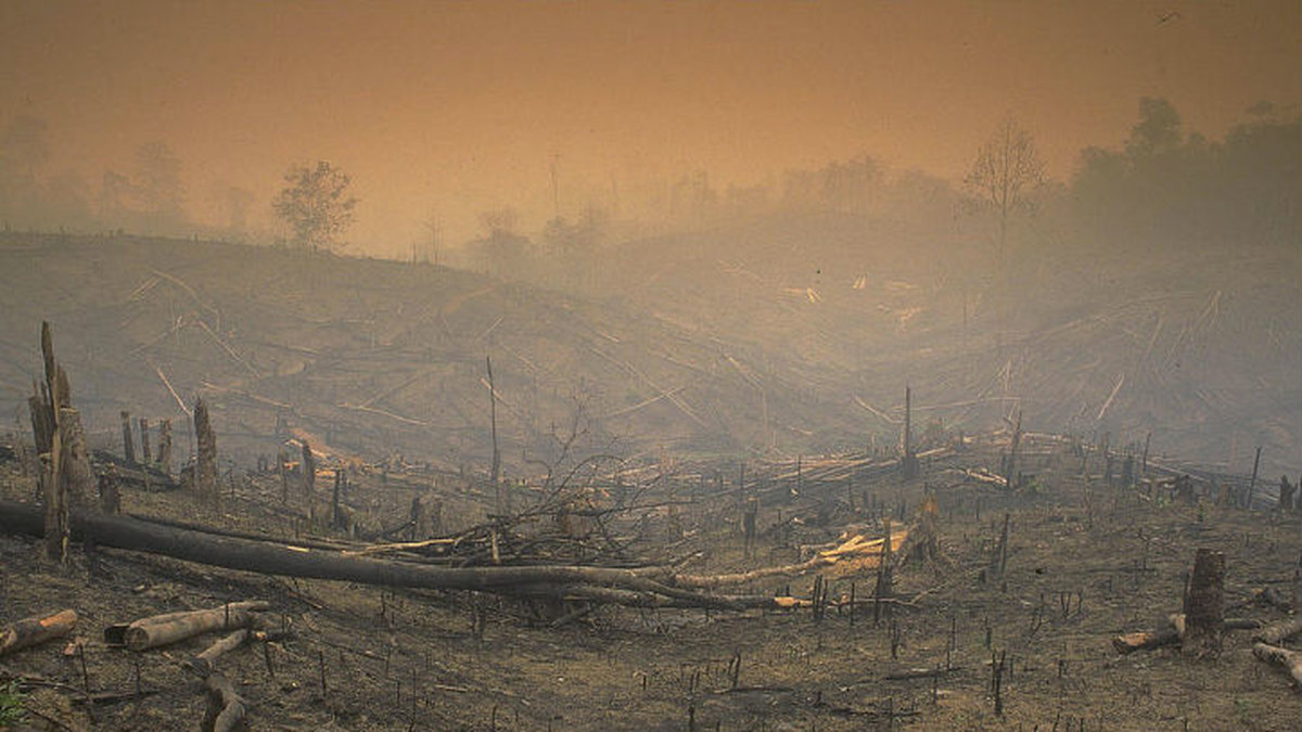 Jambiprovinsen i Sumatra, Indonesien. Tropisk regnskog har satts i brand. Skogen avverkas för att bereda plats för oljepalmer. (Arkivbild)