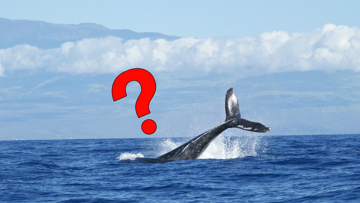 Du har säkert fått lära dig att blåvalen är världens största, men stämmer det verkligen?