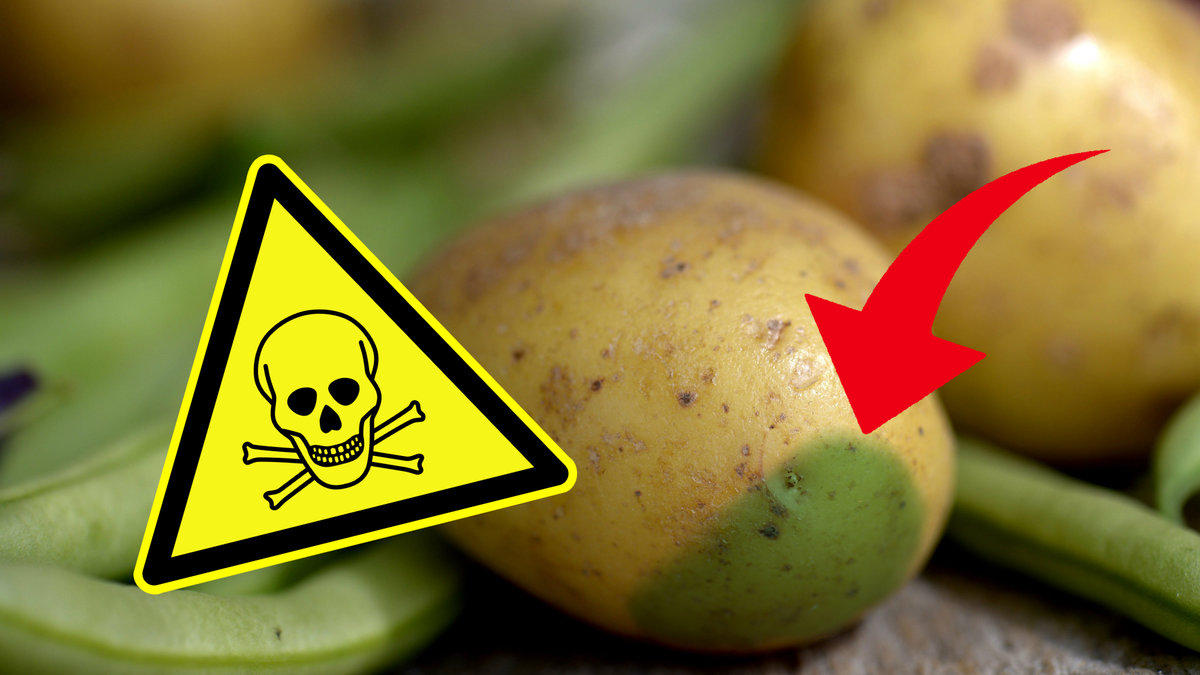 Brukar du slänga potatis som har blivit grön? Är den verkligen giftig?
