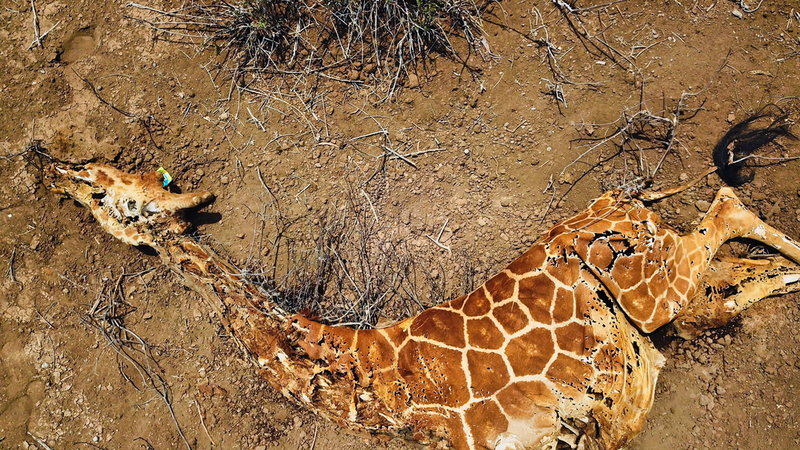 Under 2022 dog hundratals elefanter, giraffer och sällsynta zebror på grund av brist på vatten och föda. Arkivbild.