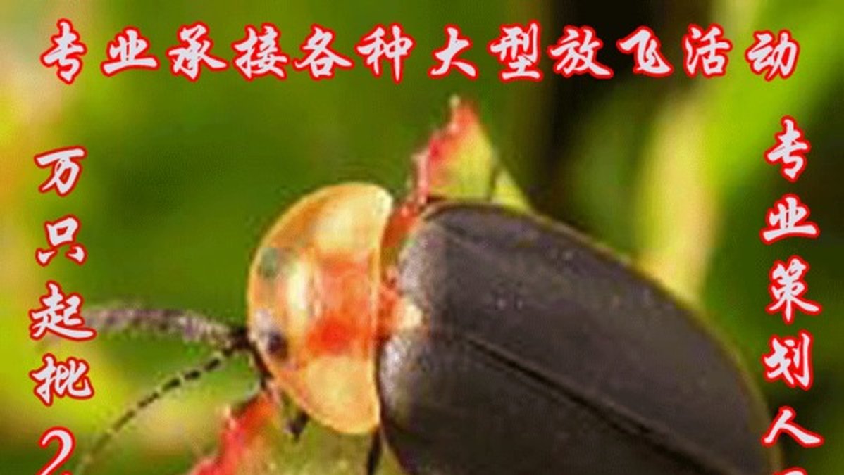 Eldflugor har blivit en romantisk symbol i Kina