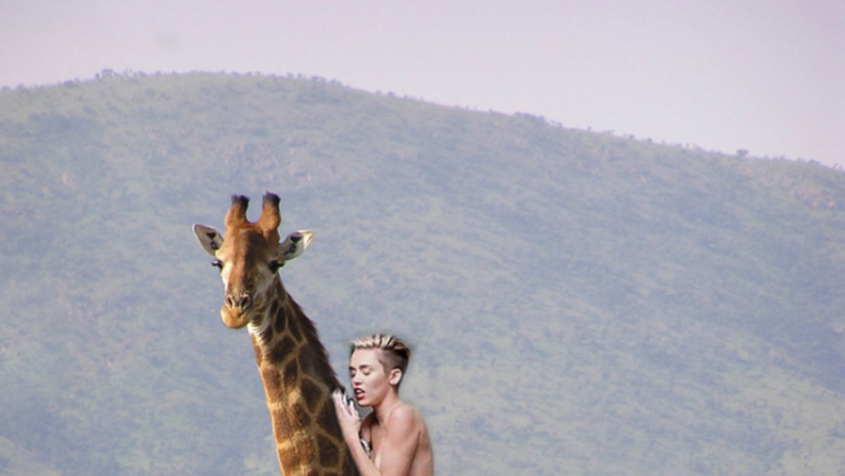 Miley på en giraff.