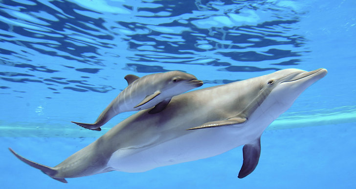 Sydkorea, Delfin