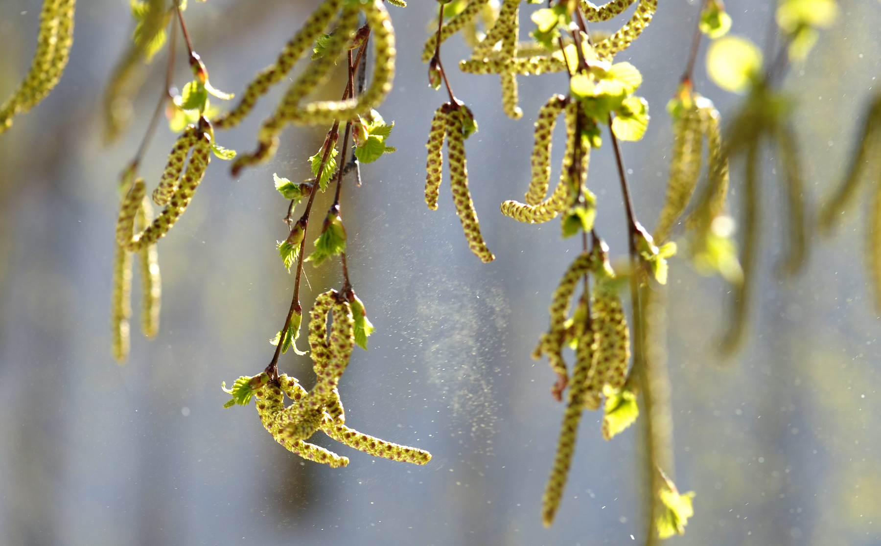Björkpollen Björkpollen