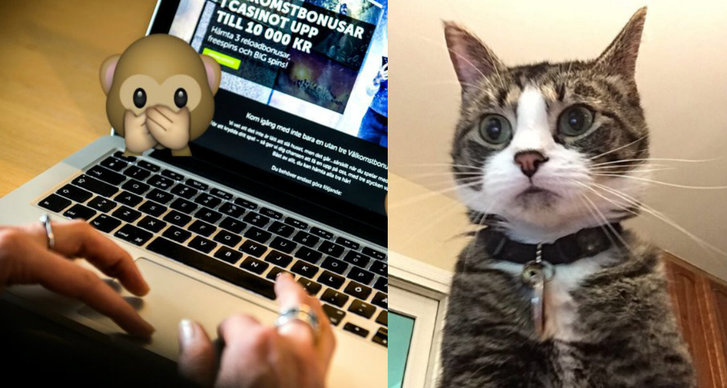 Katt, Mobiltelefon, Dator, gullig, Hackad
