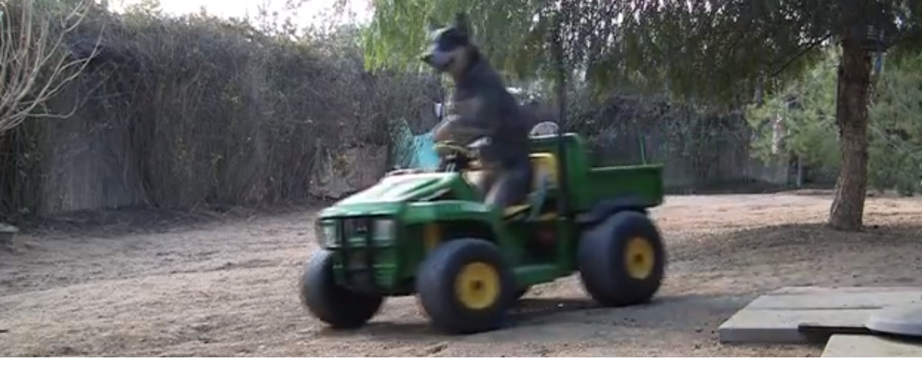 Se hunden som tar en tur i bilen Se hunden som tar en tur i bilen