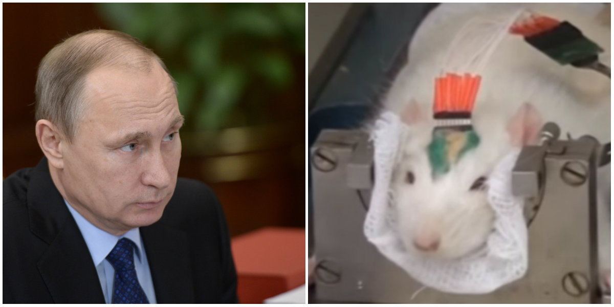 Vladimir Putin, Cyborg, Forskning, Ryssland, Råttor
