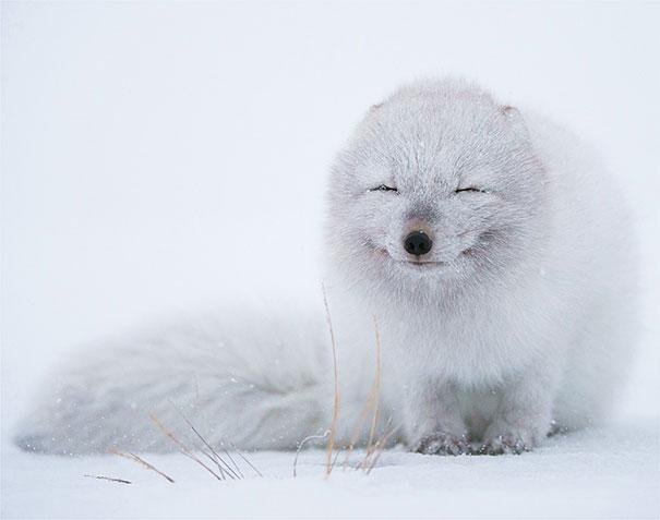 Säg fjällräv :D Säg fjällräv :D