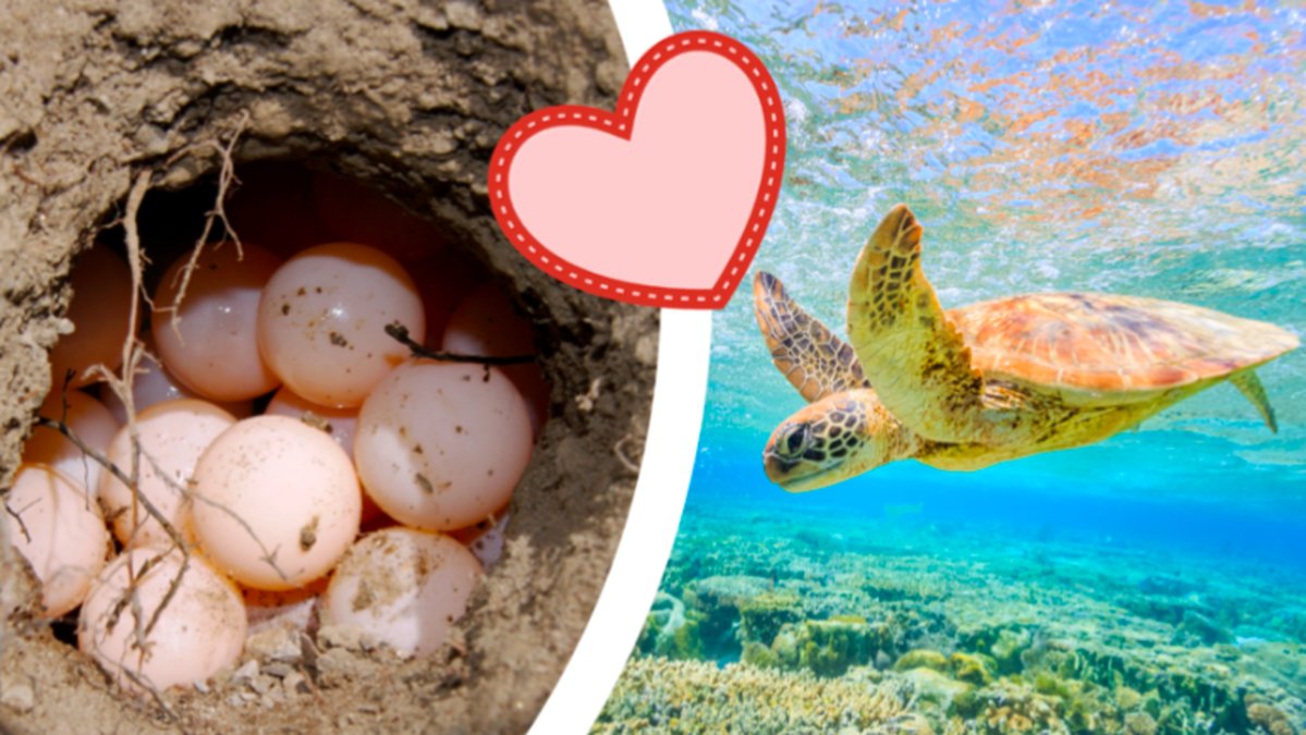 Coronatider perfekt för havssköldpaddor – kan lägga ägg i lugn och ro