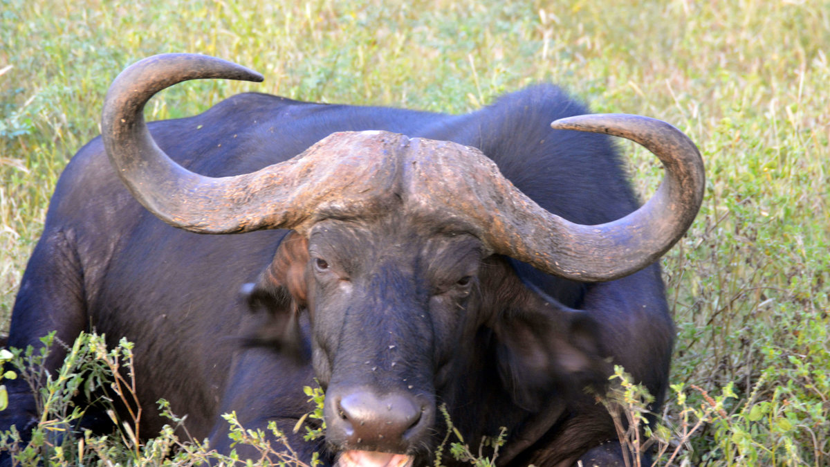 Afrikansk buffel: Det här djuret väger 1,5 ton och har otroligt vassa horn. De dödar årligen 200 personer.