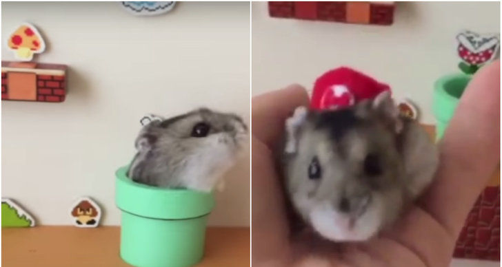 Super Mario, Hamster