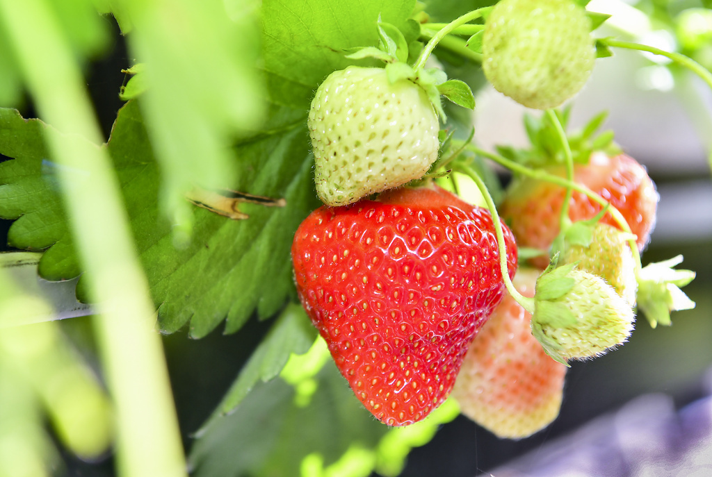 Förutsättningarna för jordgubbar inför midsommar är i balans i landet, enligt LRF. Arkivbild.