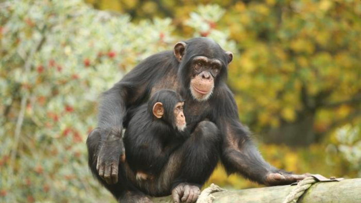 Schimpanser och deras släktingar bonoboer tycks känna igen gamla apbekanta efter tiotals år.