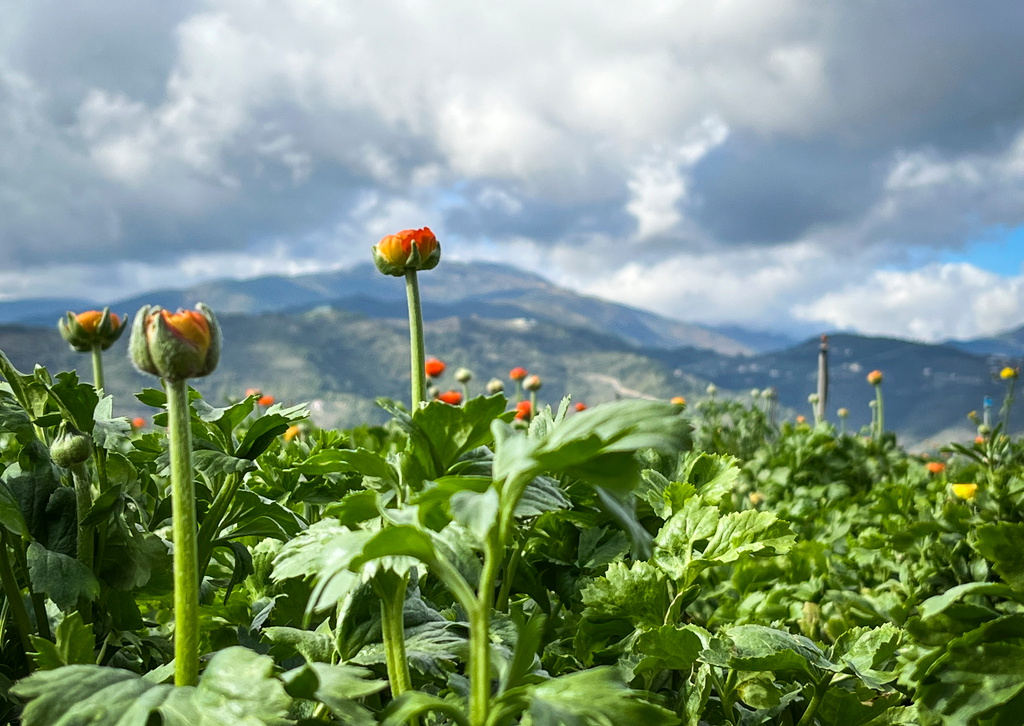 Ranunkeln, som är släkting till den svenska smörblomman, odlas även på friland. Här en orange variant på en odling i bergen ovanför Taggia, en bit utanför staden Sanremo.