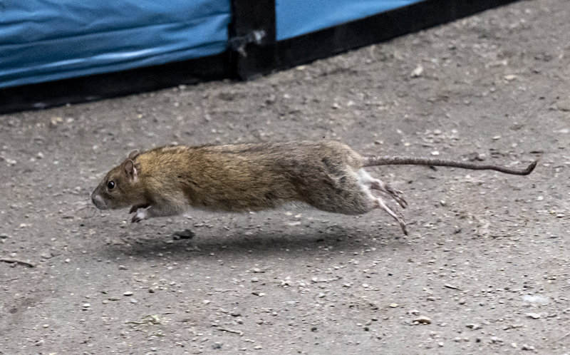 Nya metoden för att få bort råttor från Stockholm: 