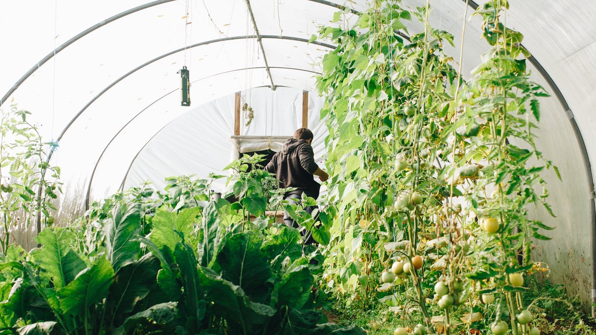 Att komma igång med odling i växthus behöver inte vara speciellt krångligt, men det finns några saker som är bra att tänka på. 