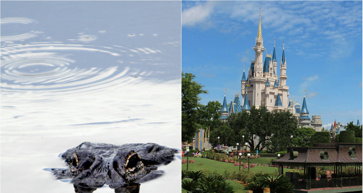 Disney World, Barn, Död, Alligator