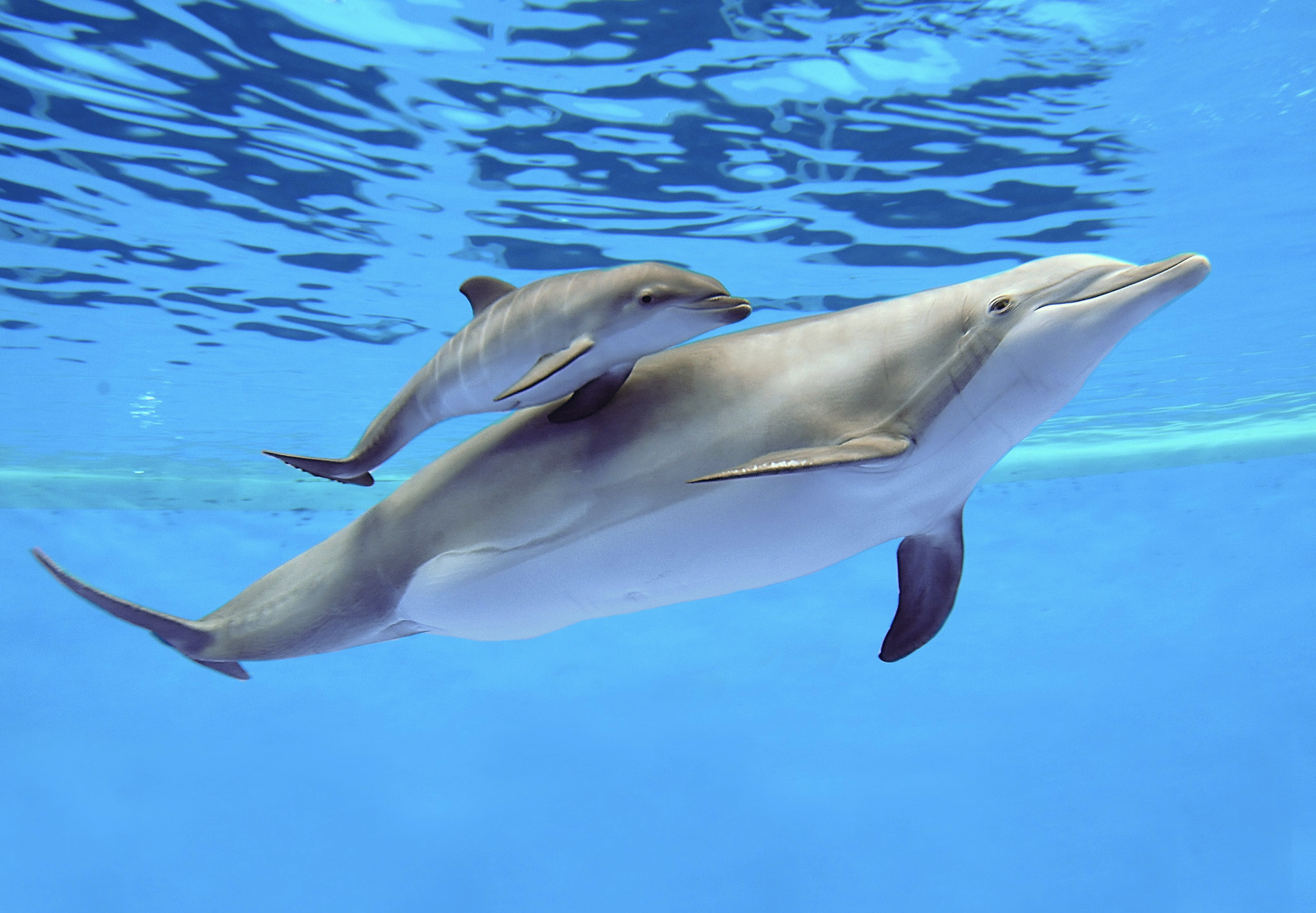 Delfin, Sydkorea
