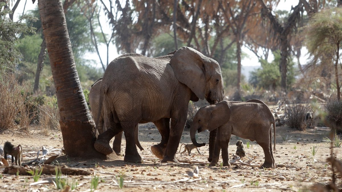 Elefanter i viltreservatet Samburu i norra Kenya. Reservatet hör till de områden som drabbats hårdast av den långvariga torkan i norra och östra Kenya.