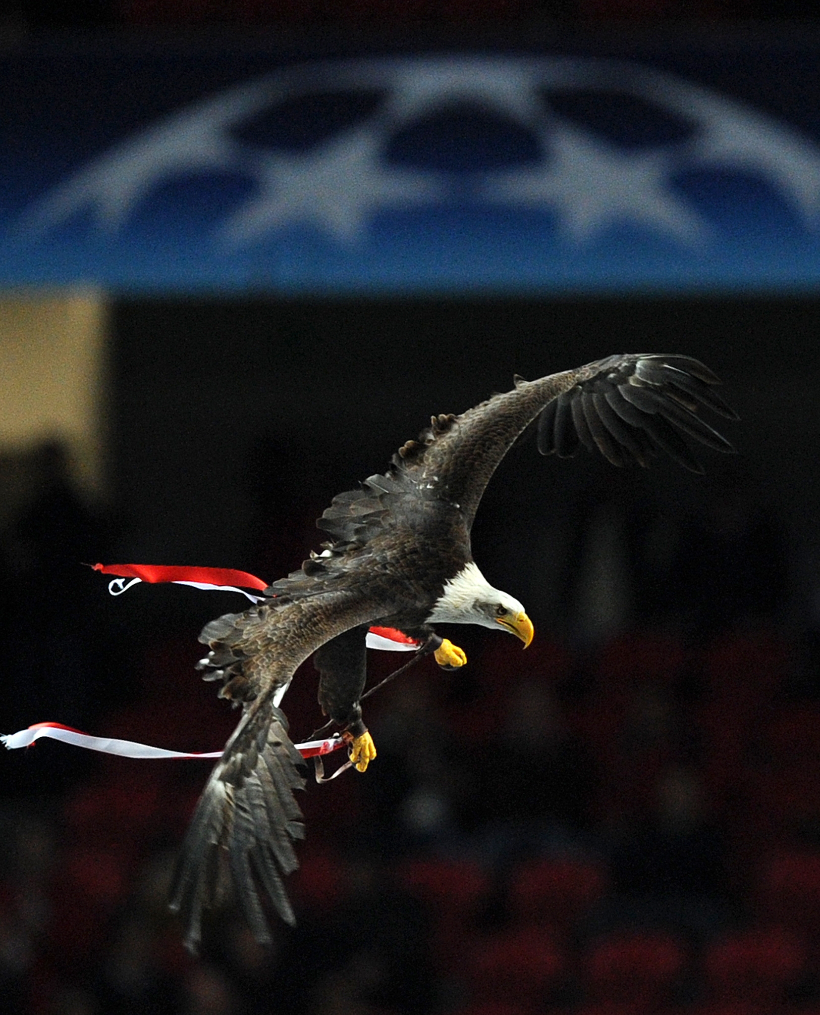 Benficas annorlunda maskot, en örn, flyger in på planen inför varje hemmamatch.