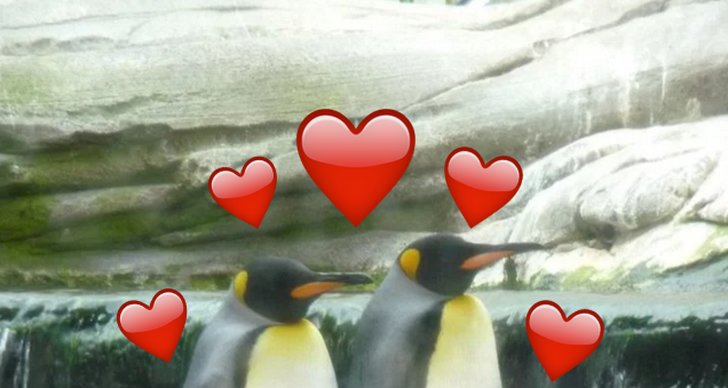 Pingvin, kärlek