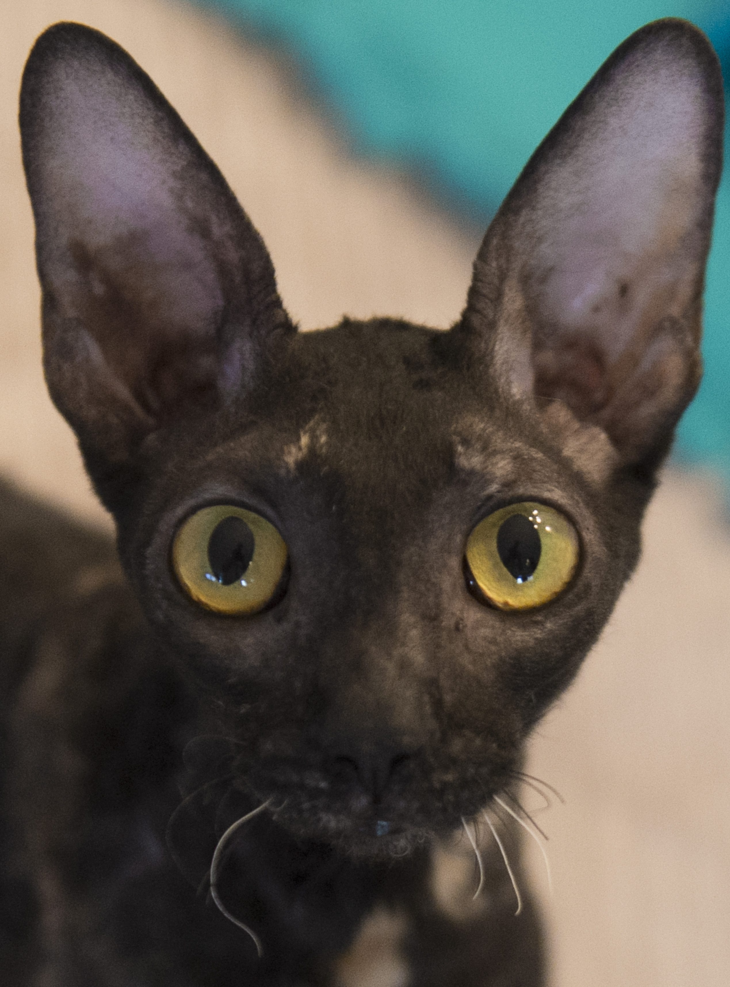 När katten hittades hade den extremt stora pupiller och fradga runt munnen (katten på bilden förekommer inte i artikeln).