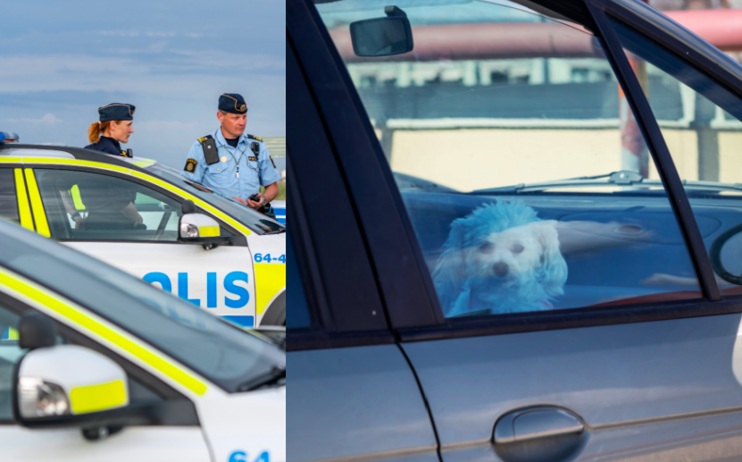 Polisen bröt sig in i varm bil - räddade hund