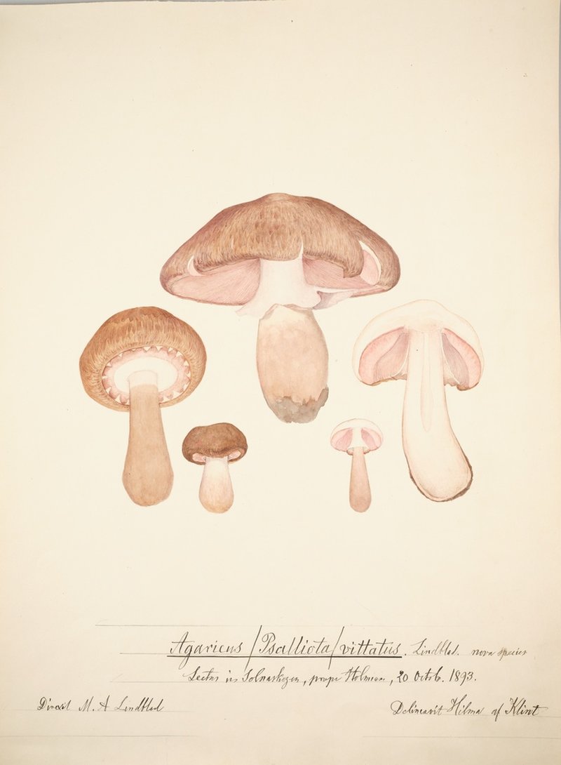 Hilma af Klints illustrationer av svampar ska visas på Museum of Modern Art i New York.