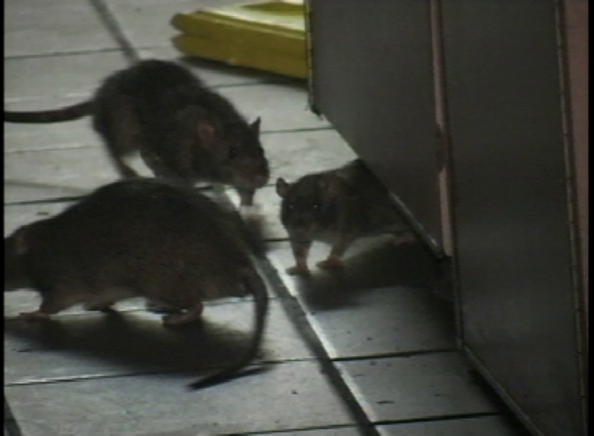 Råttor, Inlåst, Ryssland, Galen