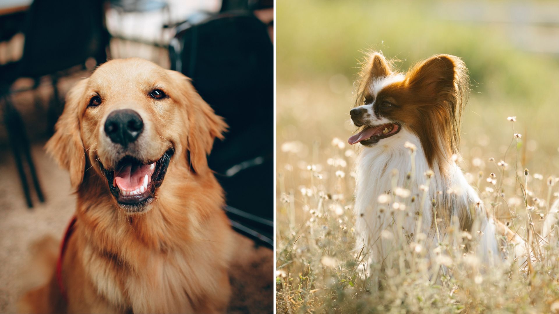Here are the most obedient — and easy to learn — dog breeds
