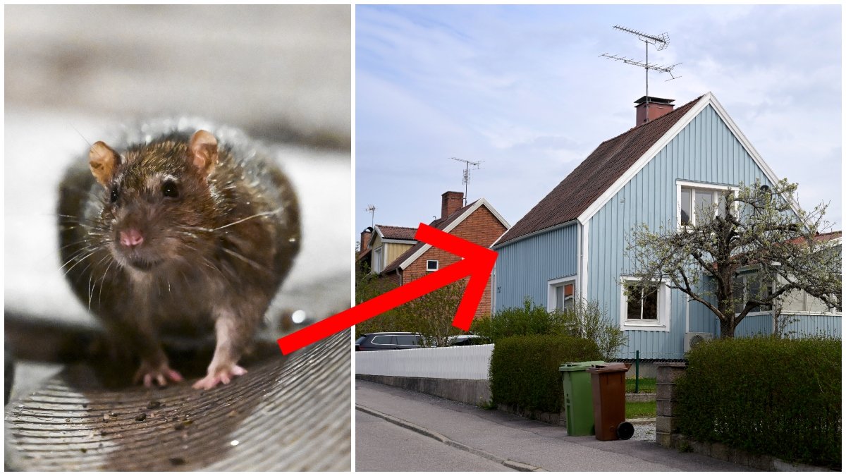Hur undviker du att få in råttor i ditt hem? 