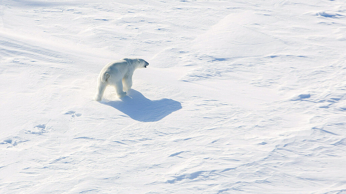 Dåliga nyheter för isbjörnar, nordpolen och Antarktis. 