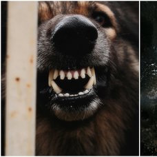 Förbuds efter flera attacker. Tas till Sverige. 