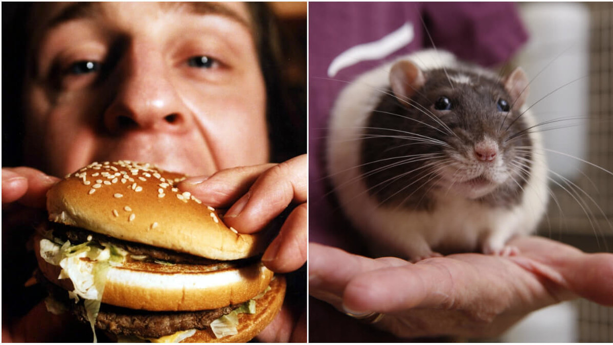 När forskarna undersökte hamburgare hittade de DNA från människor och råttor.