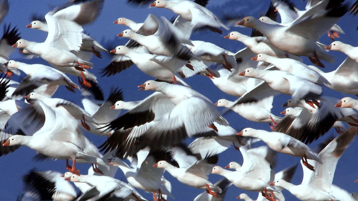 Det ser kanske kaosigt ut, men fåglar krockar nästan aldrig i luften. Nu vet forskarna kanske hur det lyckas.