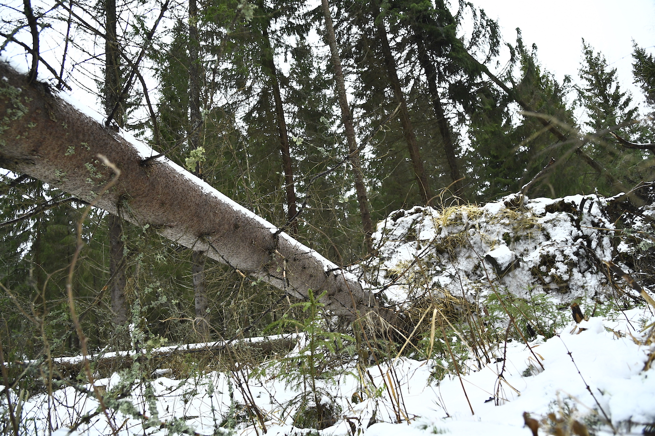 Bråte efter stormen Alfrida Bråte efter stormen Alfrida