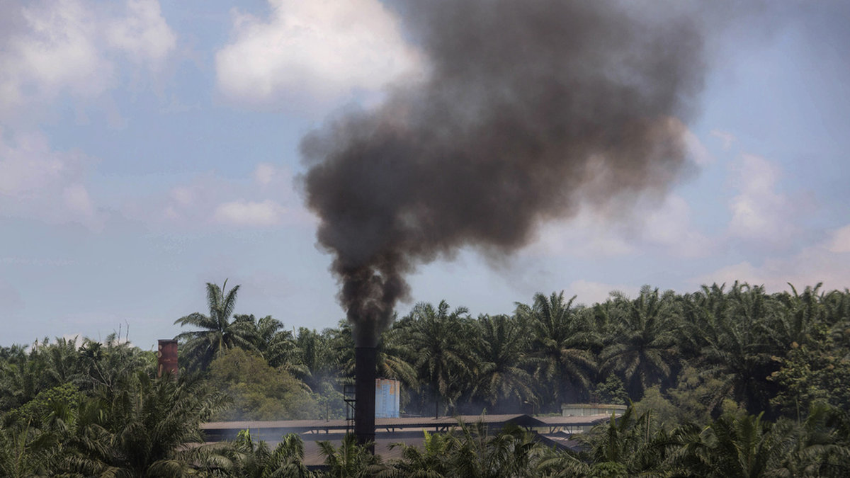 Rök från en kvarn som processar palmolja på Sumatra i Indonesien. Bilden har inget med artikeln att göra. Arkivbild.