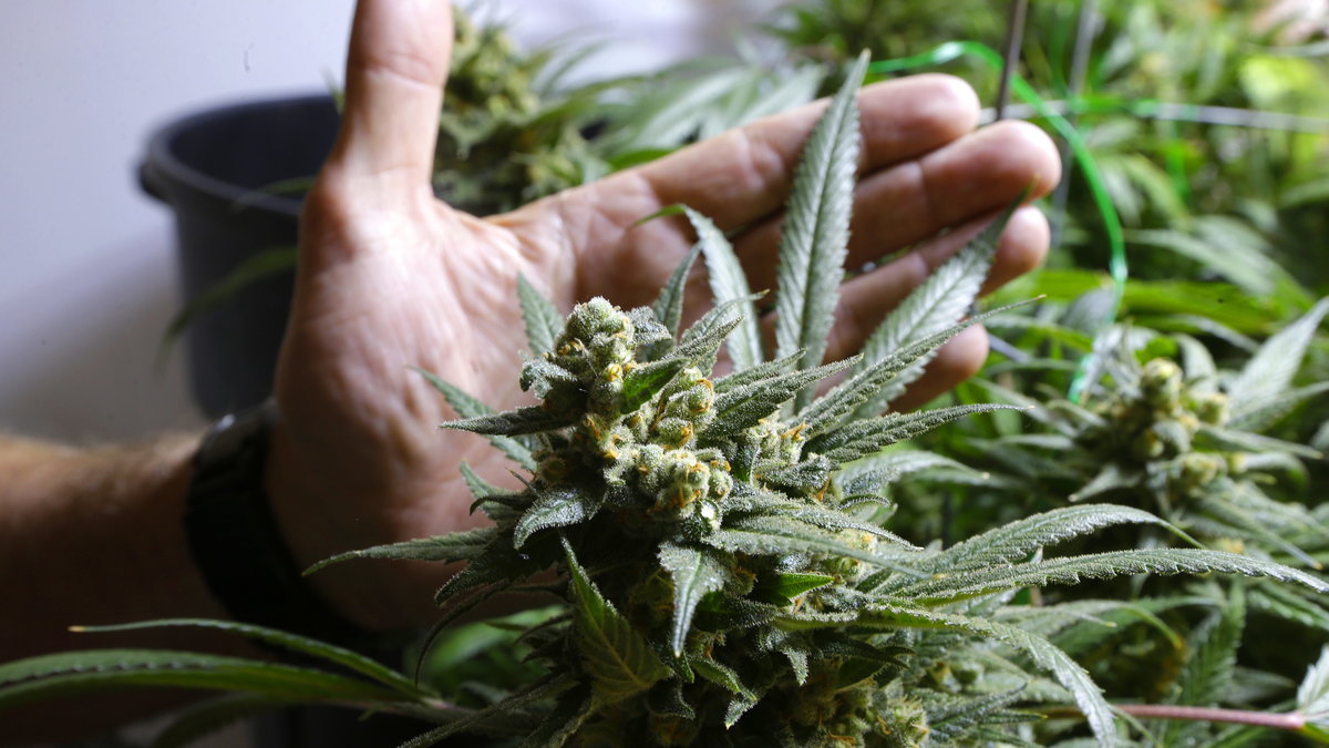 Cannabis är lagligt i Colorado.