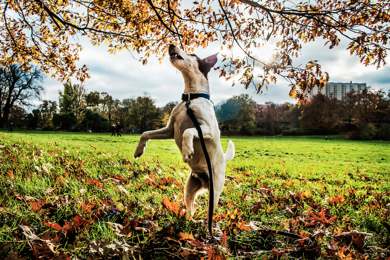 En hund som uppskattar hösten. En hund som uppskattar hösten.