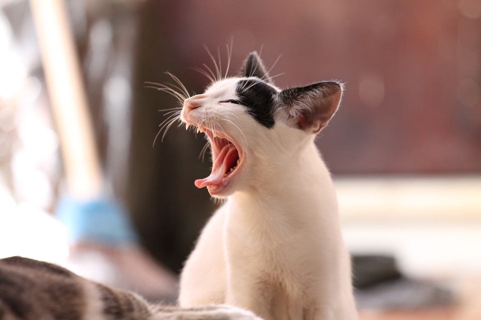 Katt som jamar Katt som jamar