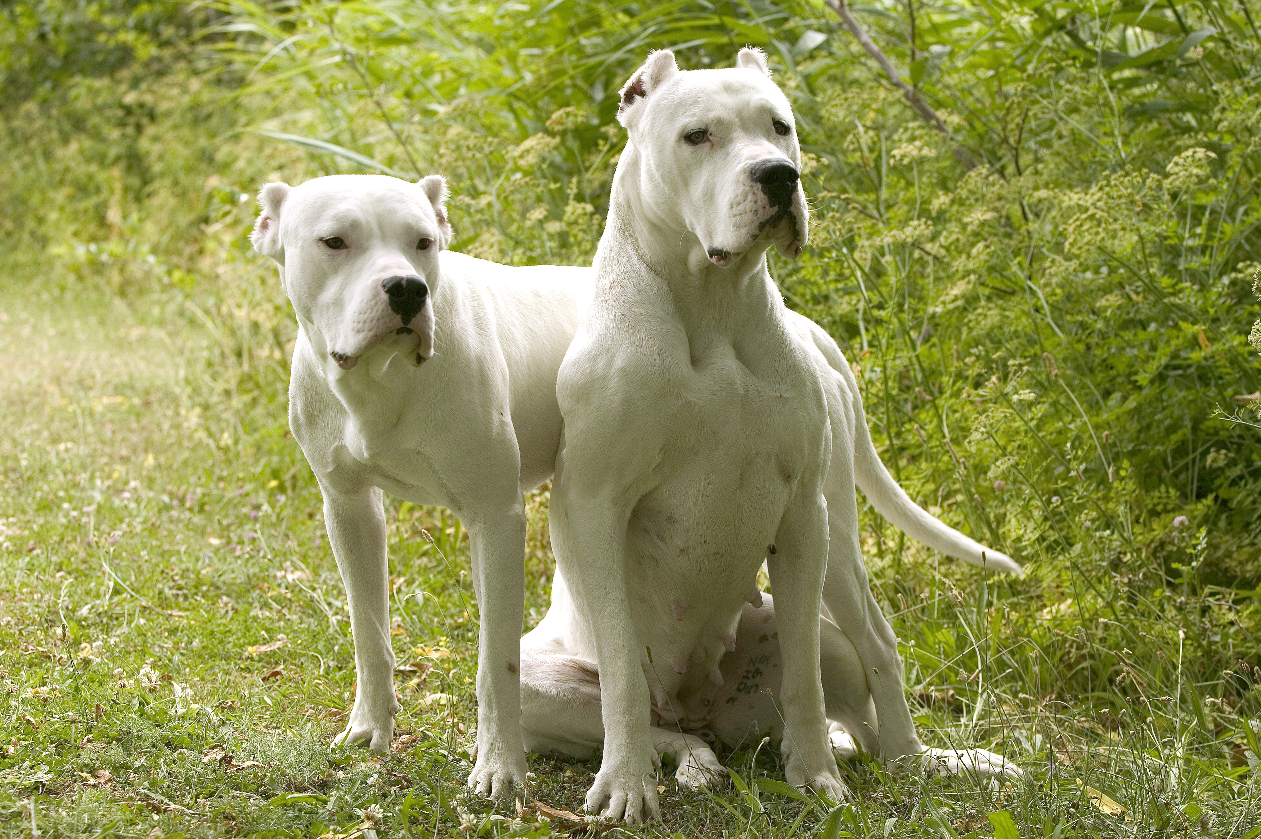 Dogo Argentino är en av de förbjudna raserna i Danmark.