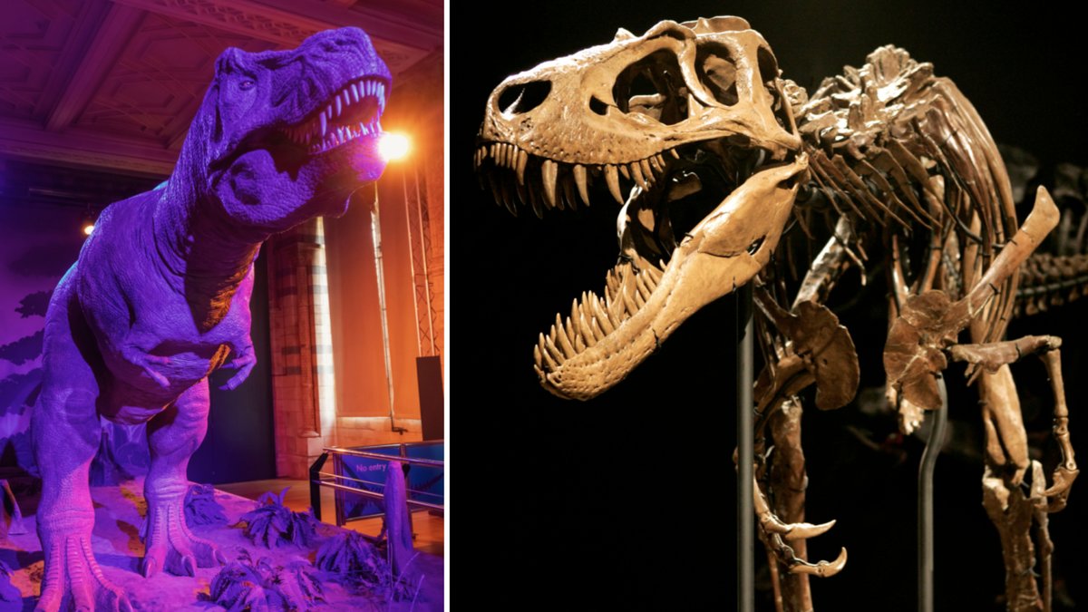 Varför hade t-rexen så korta armar egentligen?