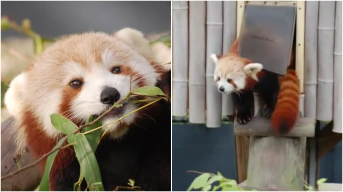 Zoo, Rymning, Panda, Röd panda