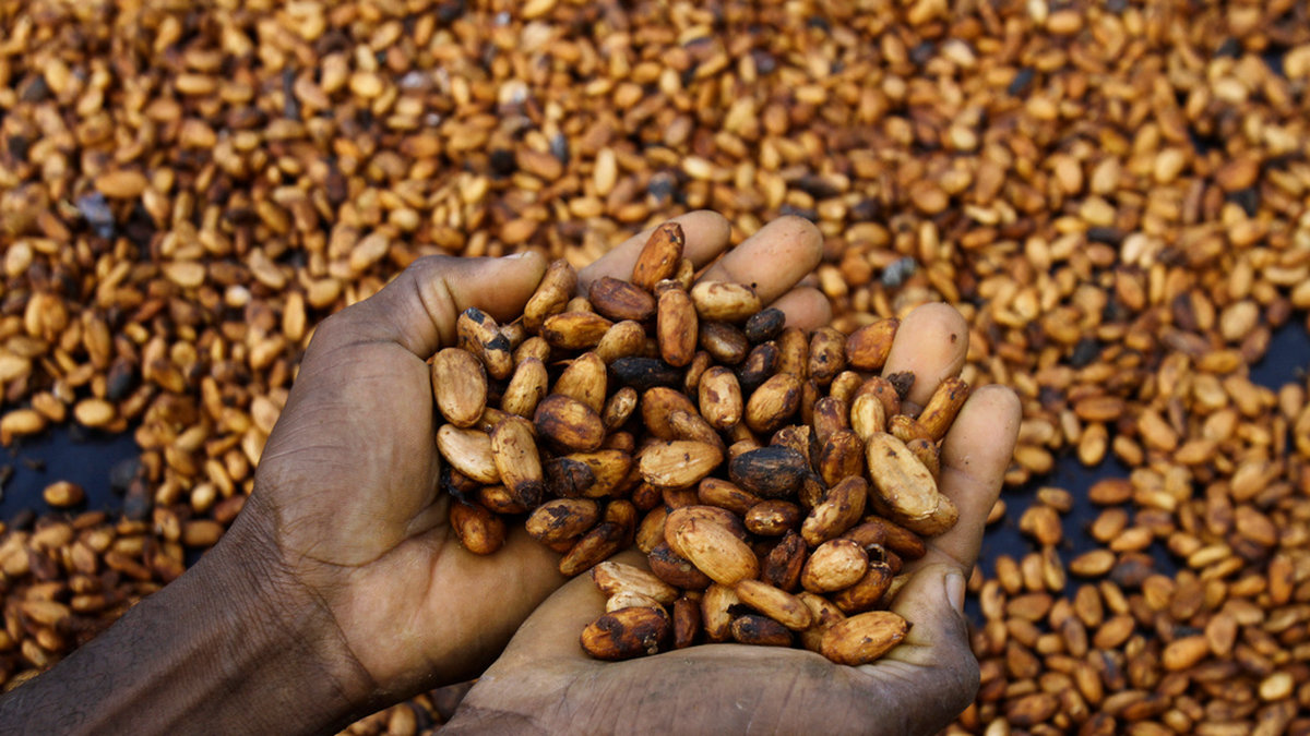 Kakaobönder i Västafrika får bara en liten del av det pris som chokladtillverkare betalar på råvarubörserna i London och New York. Arkivbild