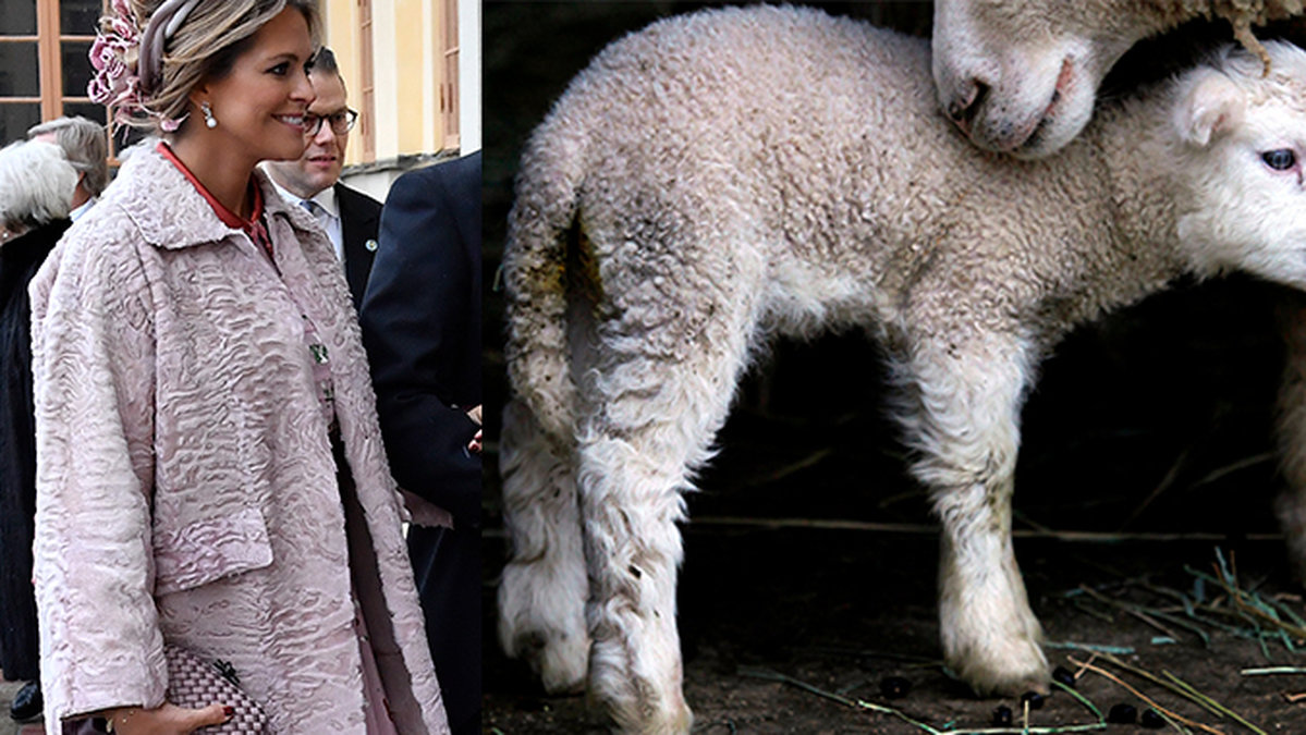 Prinsessan Madeleine bar en päls av nyfödda lamm – möts av kritik från Djurens rätt.