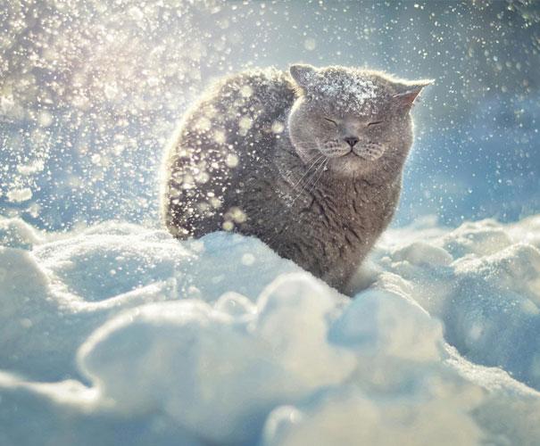 Katten älskar att det snöar. Katten älskar att det snöar.